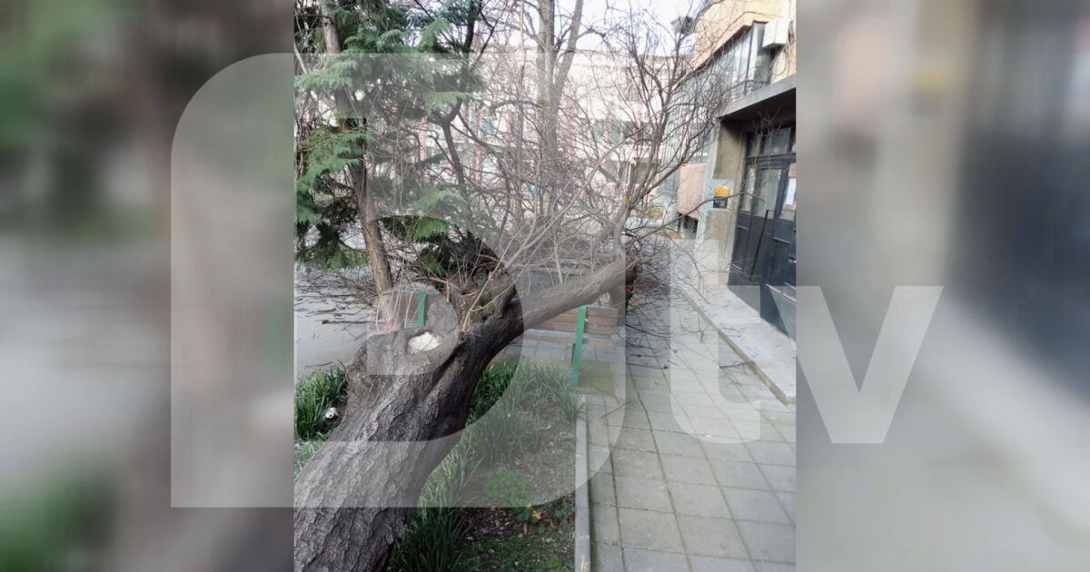 Тежки щети заради ураганния вятър в страната. В Пловдив, дърво