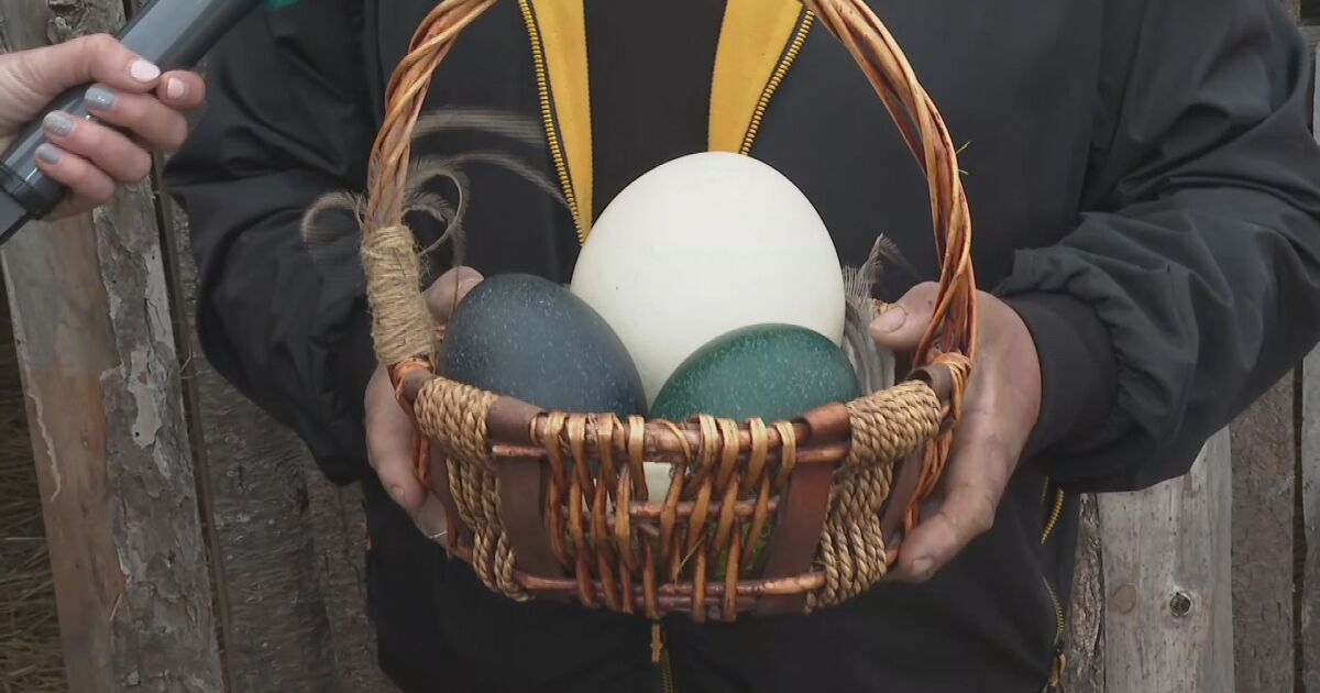 Емутата в бургаския зоопарк снесоха огромни тюркоазени яйца. Те са