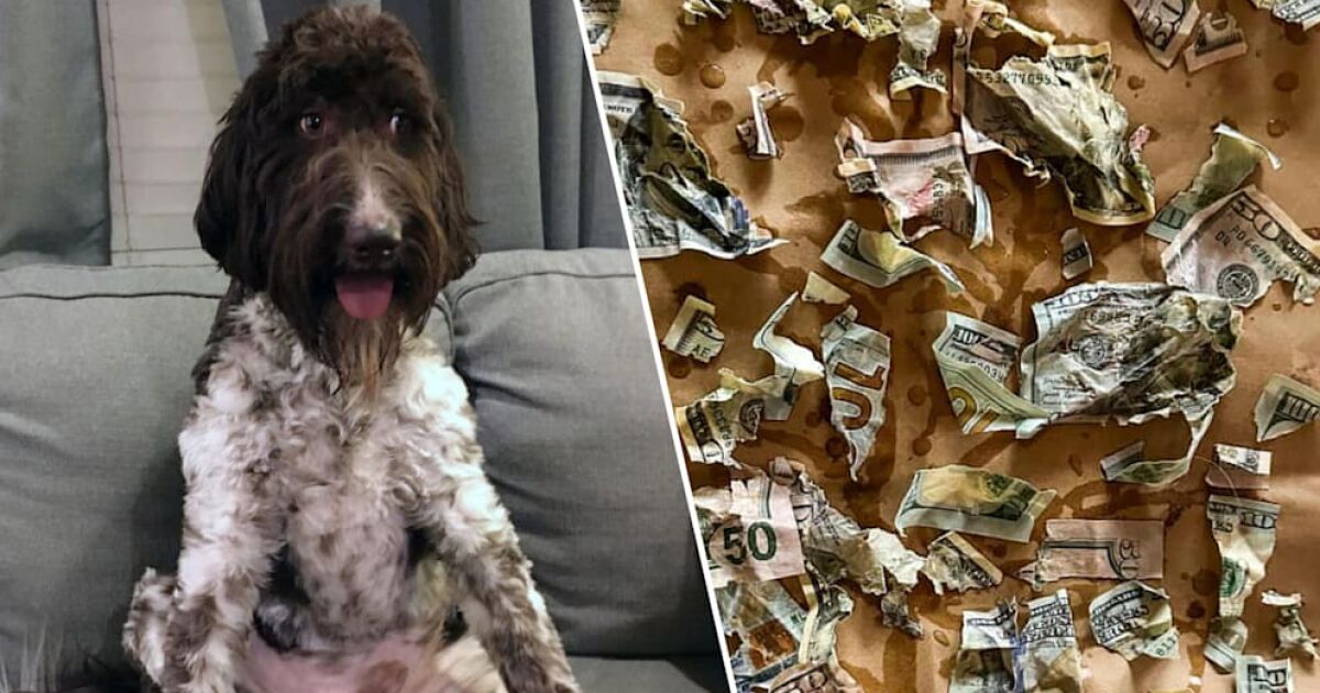 Куче от породата голдън дудъл е изяло плик с 4000