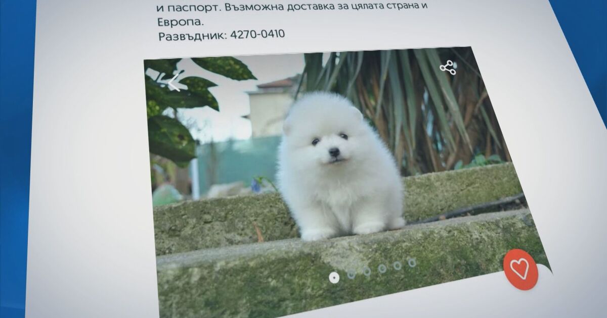 Стотици незаконни развъдници публикуват в интернет обяви за продажба на