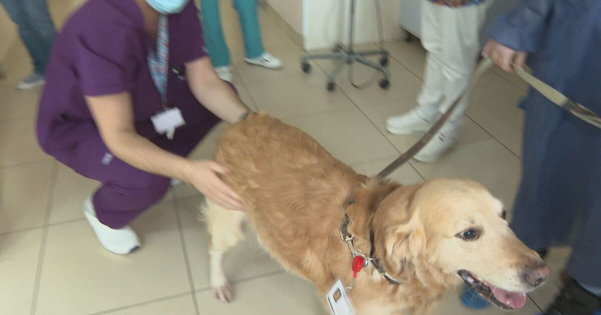 Детската болница в София си има нов помощник. Голдън ретривърът