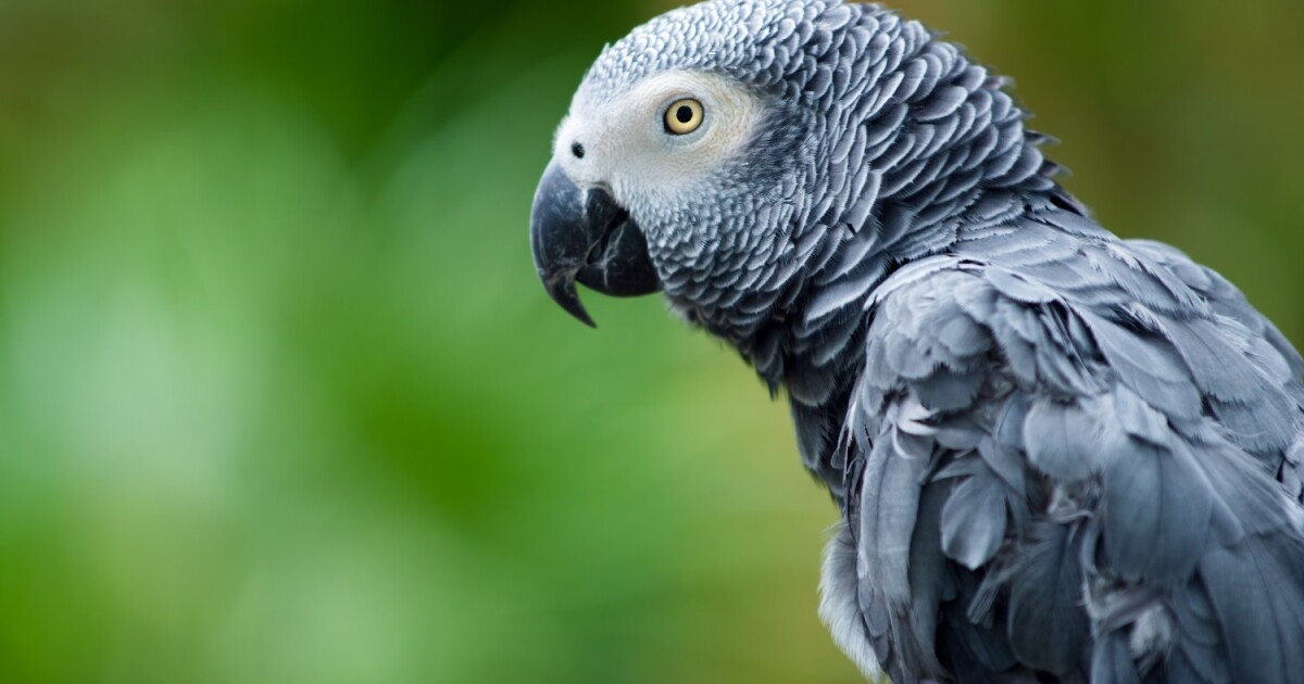 Папагалите са изключителни имитатори и могат да си съперничат дори