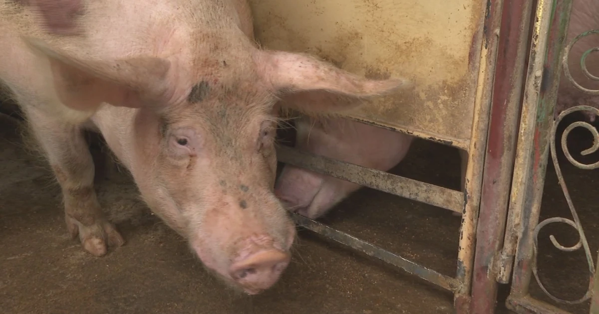 Положителна проба за африканска чума по свинете е установена днес