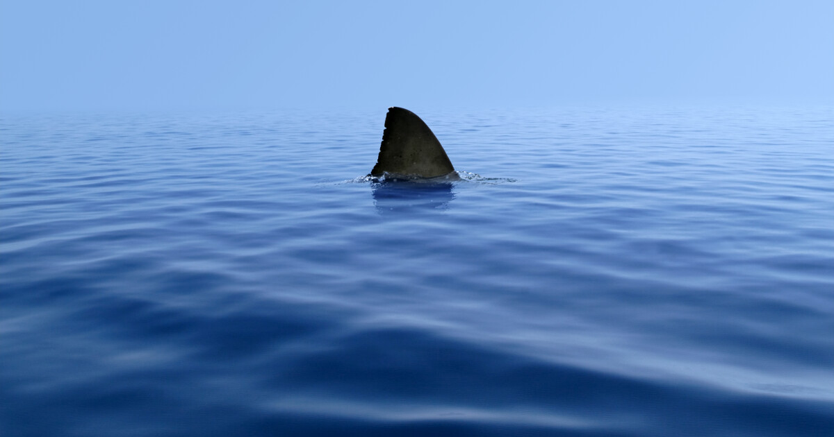 10-годишно момче от Мериленд е ухапано от акула в курорт