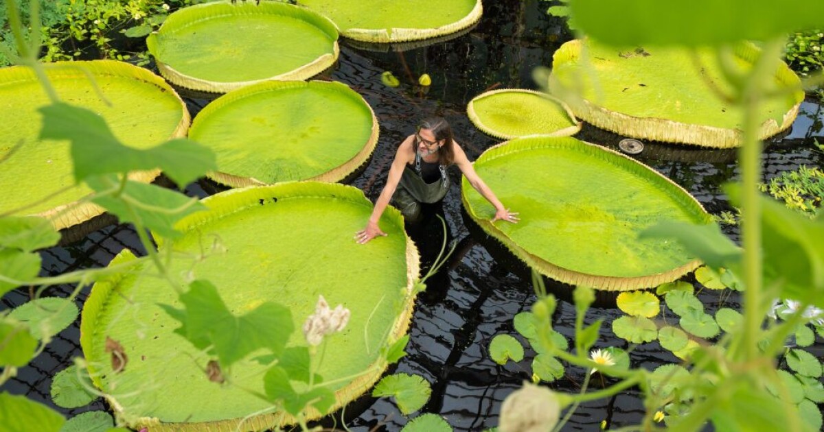 Нов вид гигантска водна лилия откриха във Великобритания. Огромното растение
