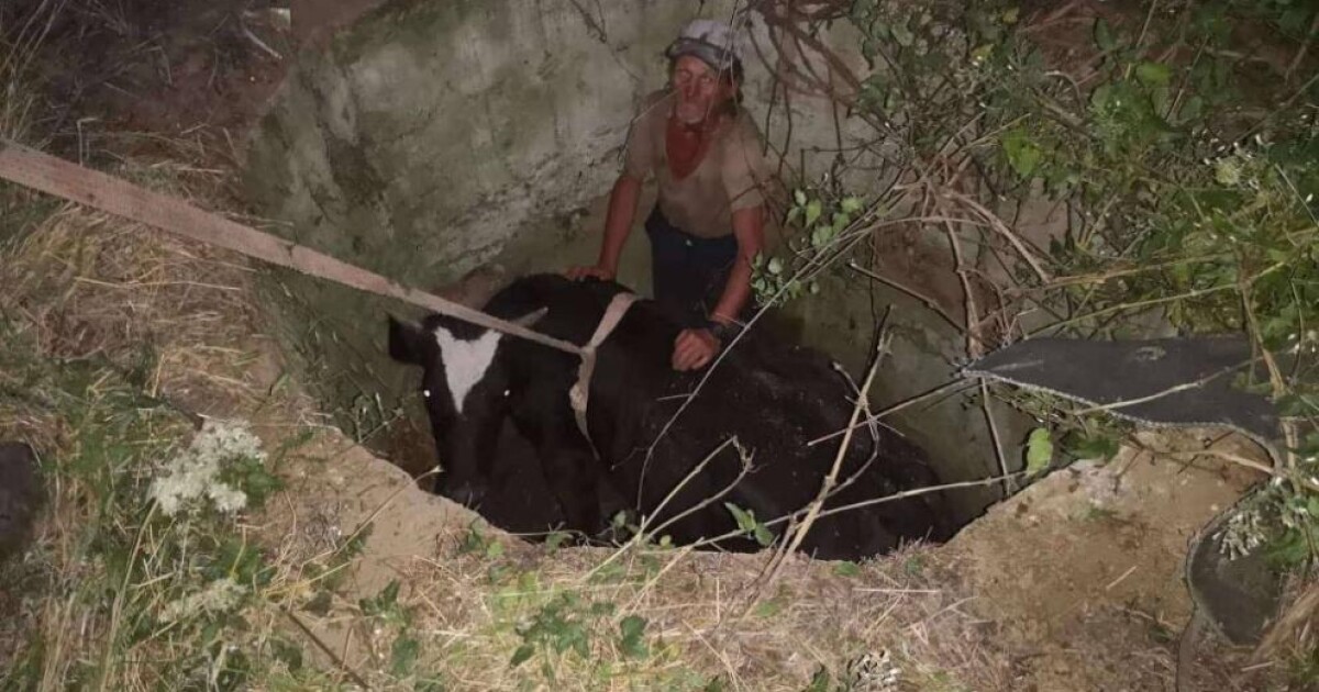 Екипи на пожарната служба в Сливен извадиха крава, паднала в