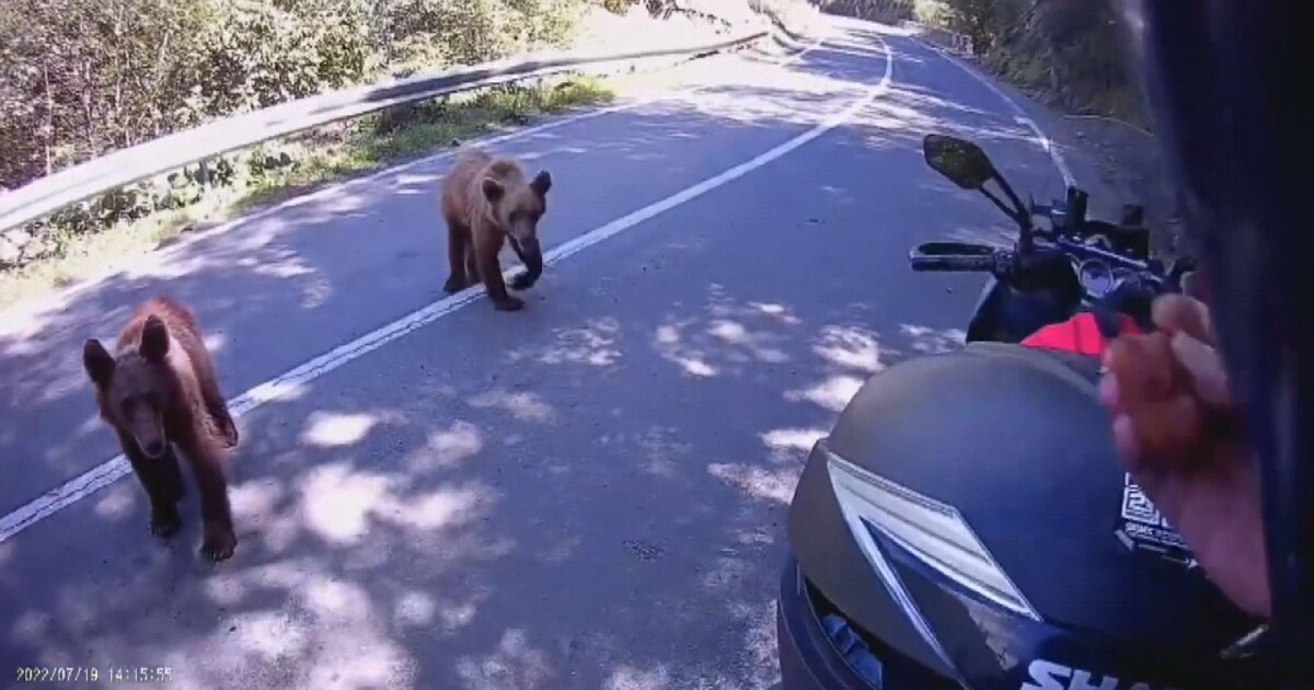 Ако срещнем мечка на пътя, не трябва да ѝ даваме