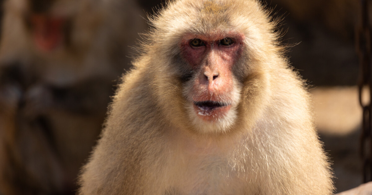 Банда агресивни маймуни тероризира японския град Ямагучи, пишат световните медии.