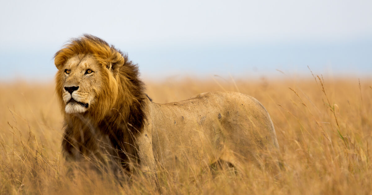 Конфликтът между хората и дивите животни ескалира в Южна Кения.