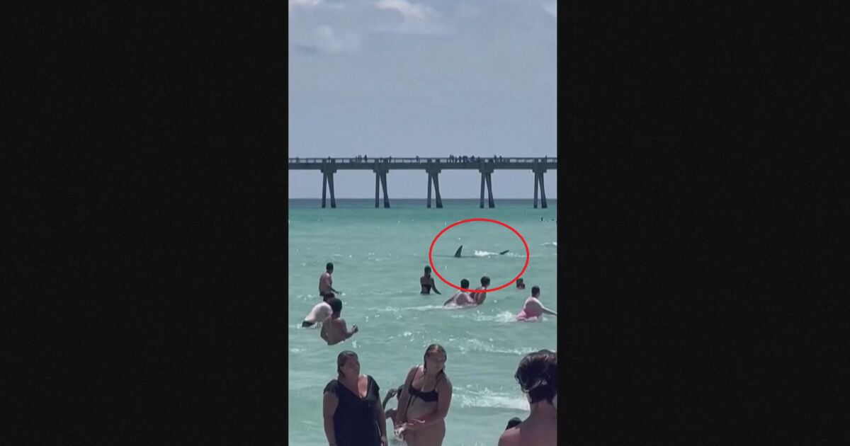 Бдителен посетител на плажа е заснел акула, която плува край