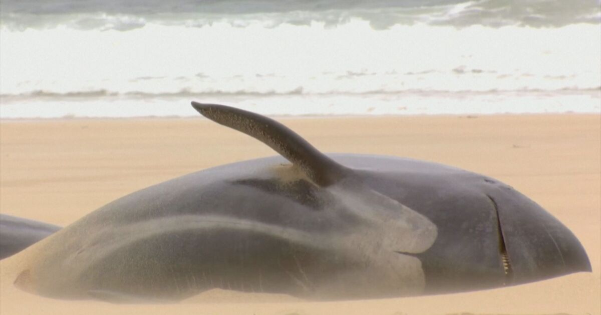 Над 50 пилотни кита загинаха след масово засядане на плажа