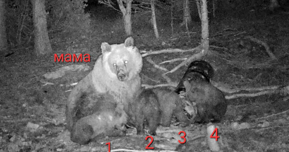 Кафява мечка роди четири мечета в гората край Чепеларе. Изключително