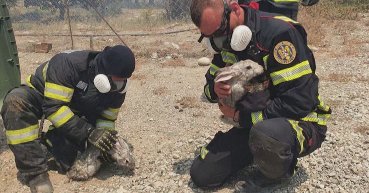 Снимки на румънски пожарникари, даващи вода на спасени зайчета в