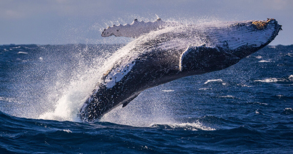 Учените са установили как някои от най-големите китове в океана