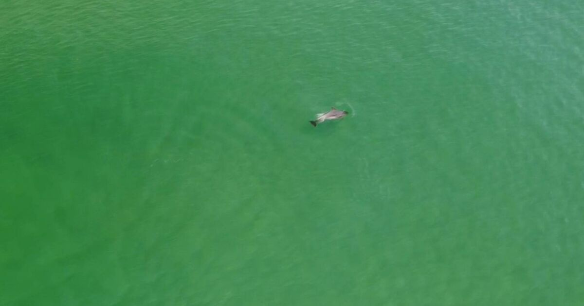 Делфин плува до брега край Шкорпиловци. Кадрите са от платформата