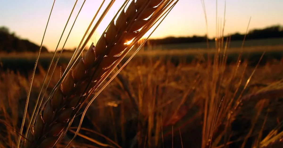 Русия е ожънала пшеница в окупираните територии в Украйна за