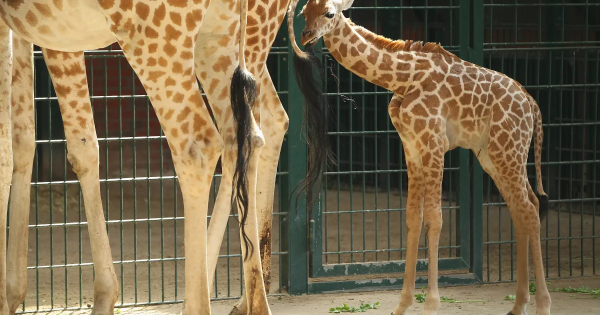 Малко дете почина, след като беше стъпкано от жираф в