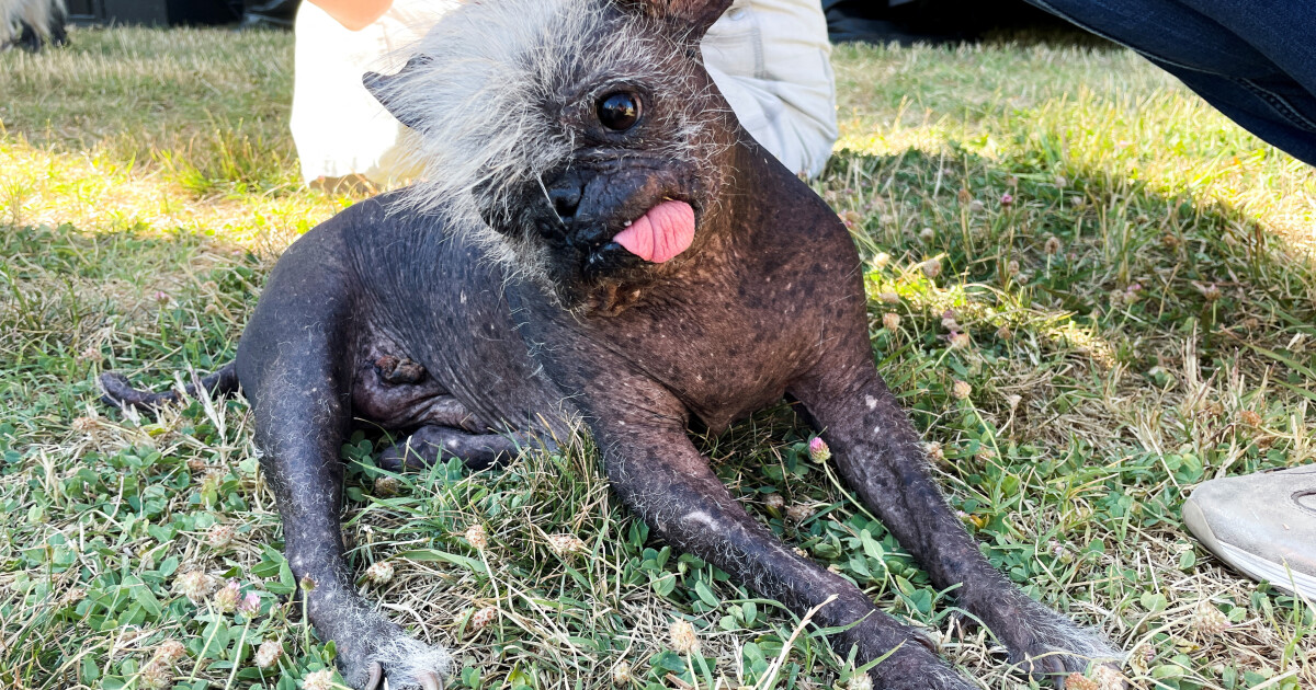 След 2-годишно прекъсване заради пандемията от коронавирус конкурсът Най-грозното куче