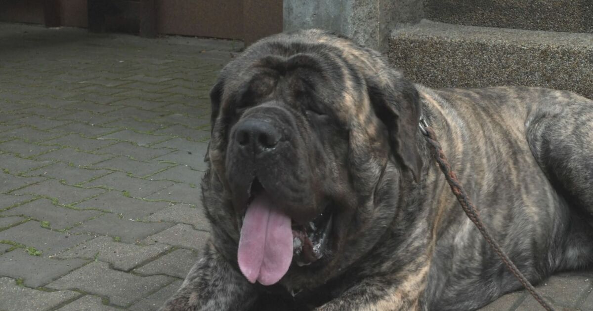 Кучето Уриас официално е най-тежкото куче в Чехия. Готов да