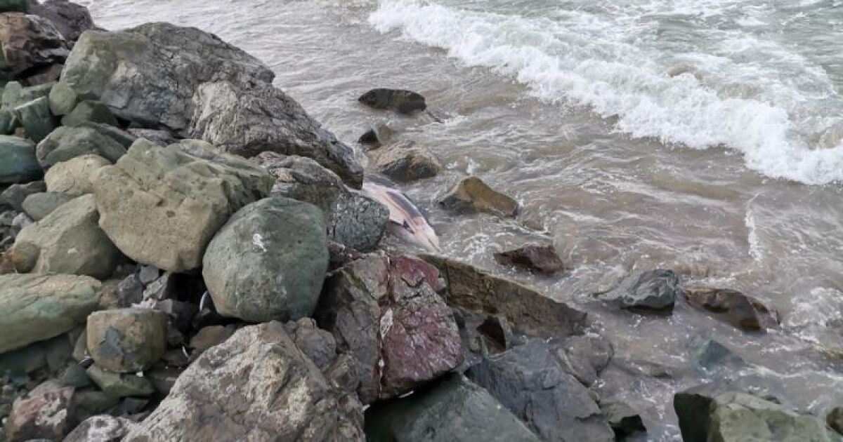 Мъртъв делфин бе открит на брега край Поморие. След получения