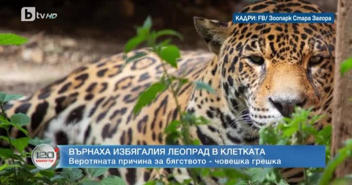Приключи драмата с избягалия леопард от зоопарка в Стара Загора.