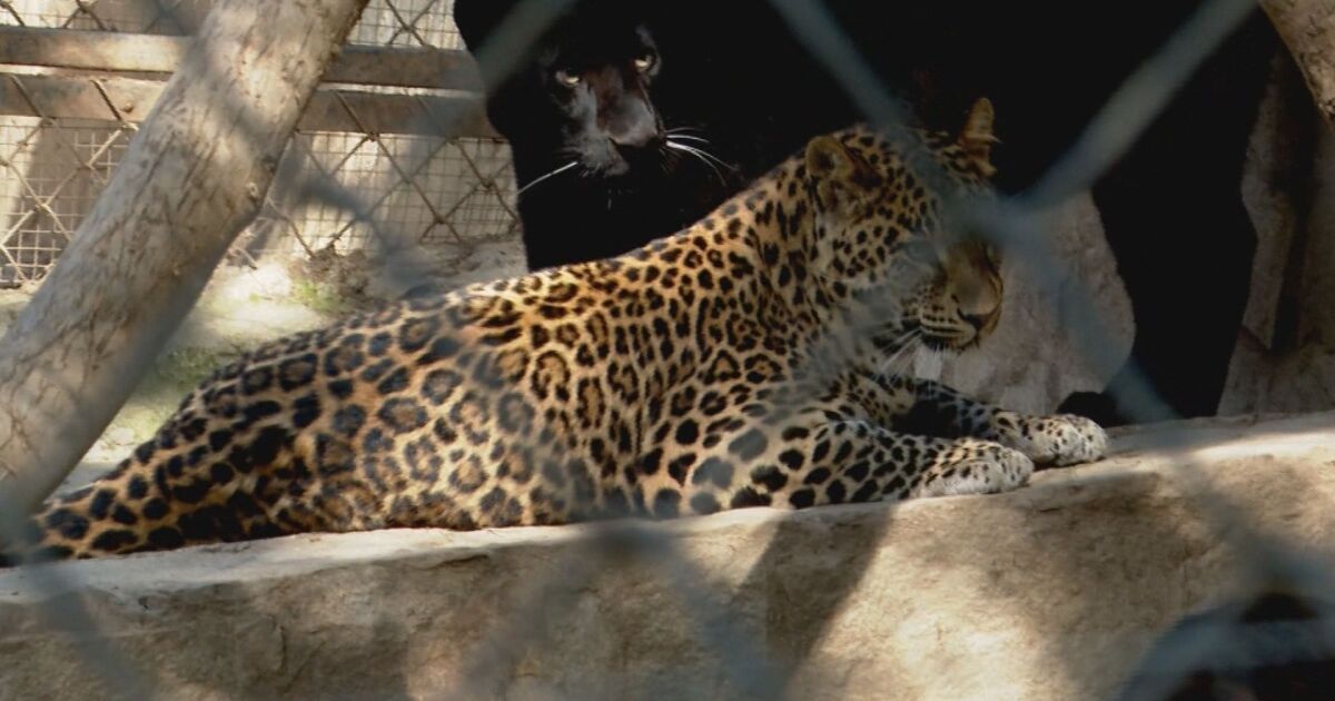 Леопардът от зоологическата градина в Стара Загора избяга, но за