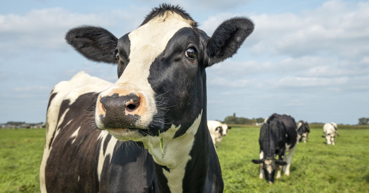 Силно заразен птичи грип ходи по кравите откриха в САЩ,
