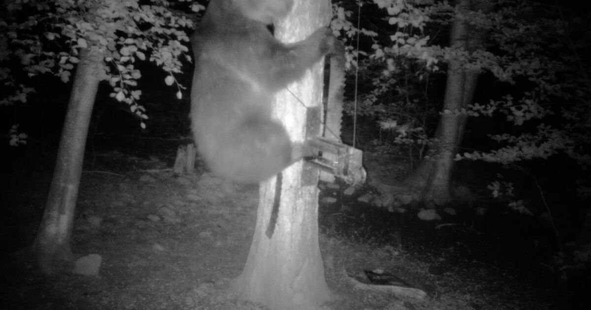 В неделя рано сутринта е убита мечка край село Полковник
