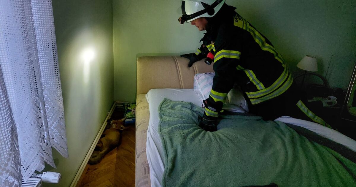 Необичайна операция проведоха пожарникари в хърватския град Петриня. Те пристигнали в