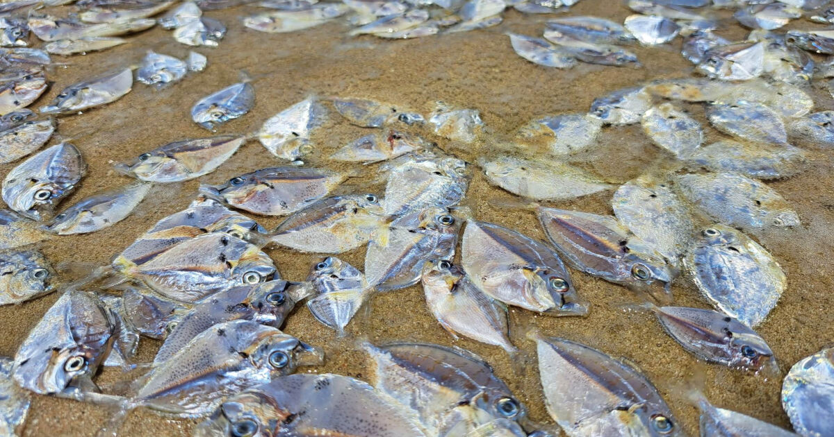 Мъртва риба изплува на плажа в Чумпхон, Тайланд. Вероятната причина