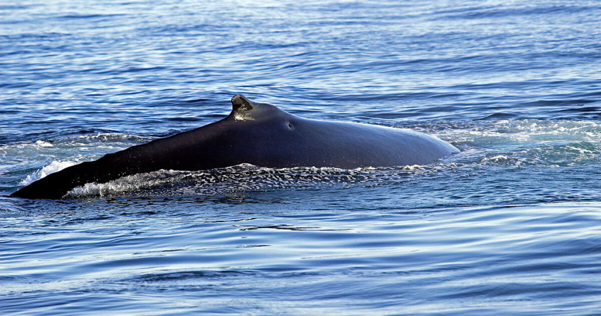 Кадри с дрон заснеха моментите, когато любопитен кит плува паралелно