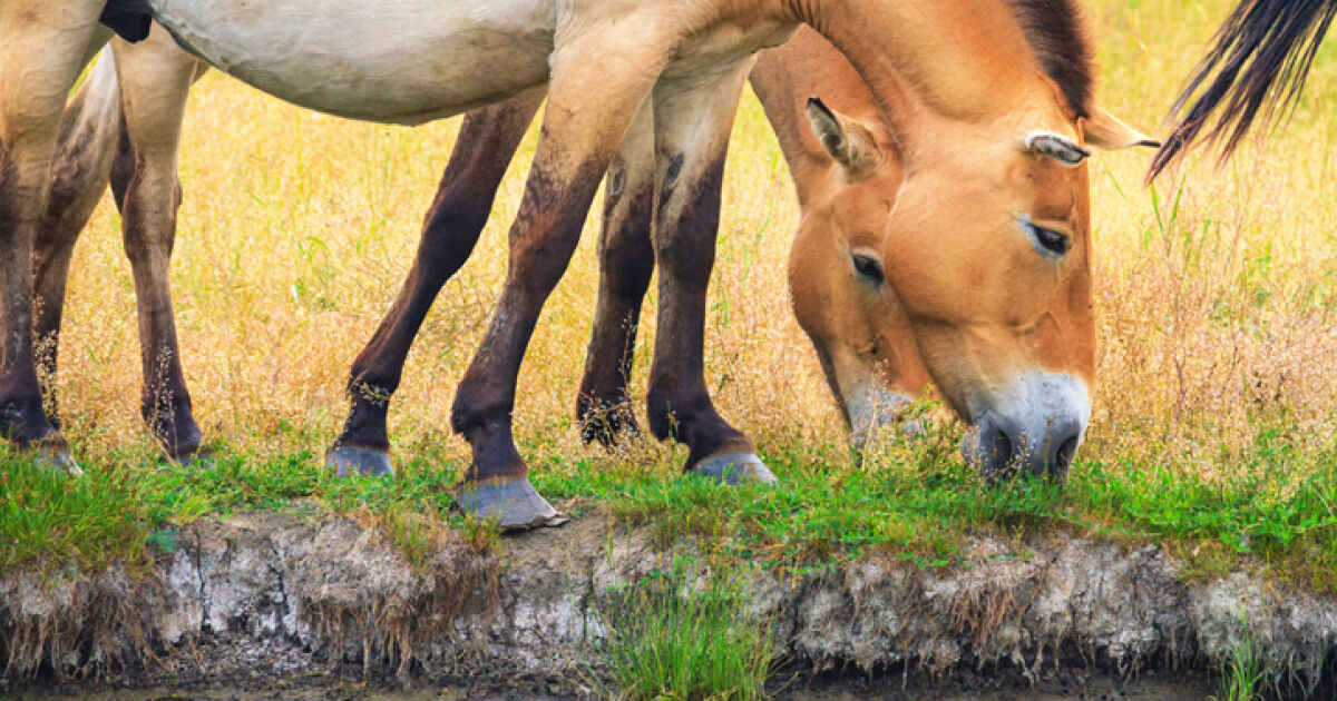  Застрашени диви коне се завърнаха в Златната степ на Казахстан