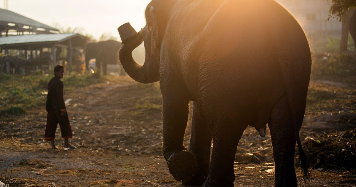  Мистериозна смърт на няколко африкански слона накара учени да започнат