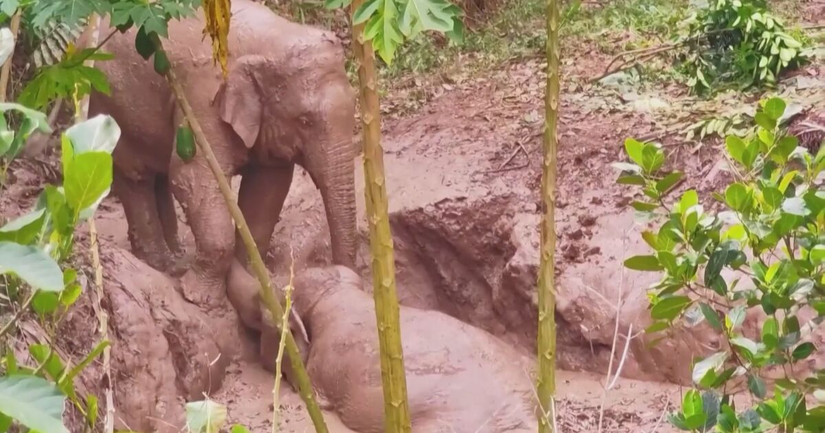 Два азиатски слона са били спасени в понеделник, след като