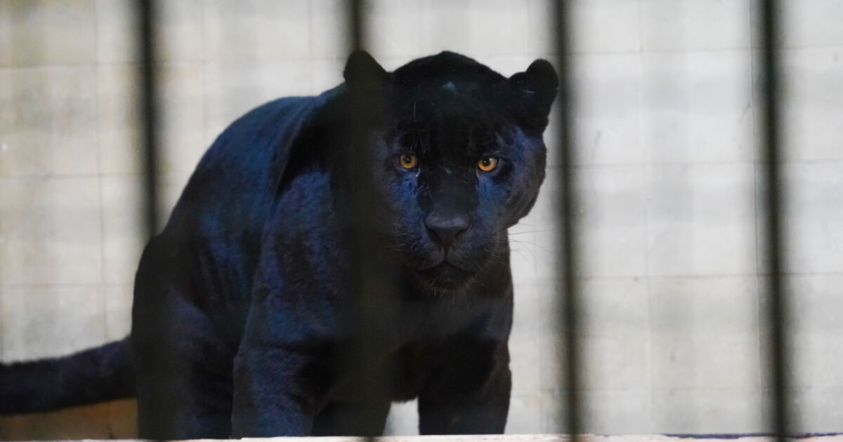 Два черни ягуара пристигнаха в столичния зоопарк. Жан и Жак
