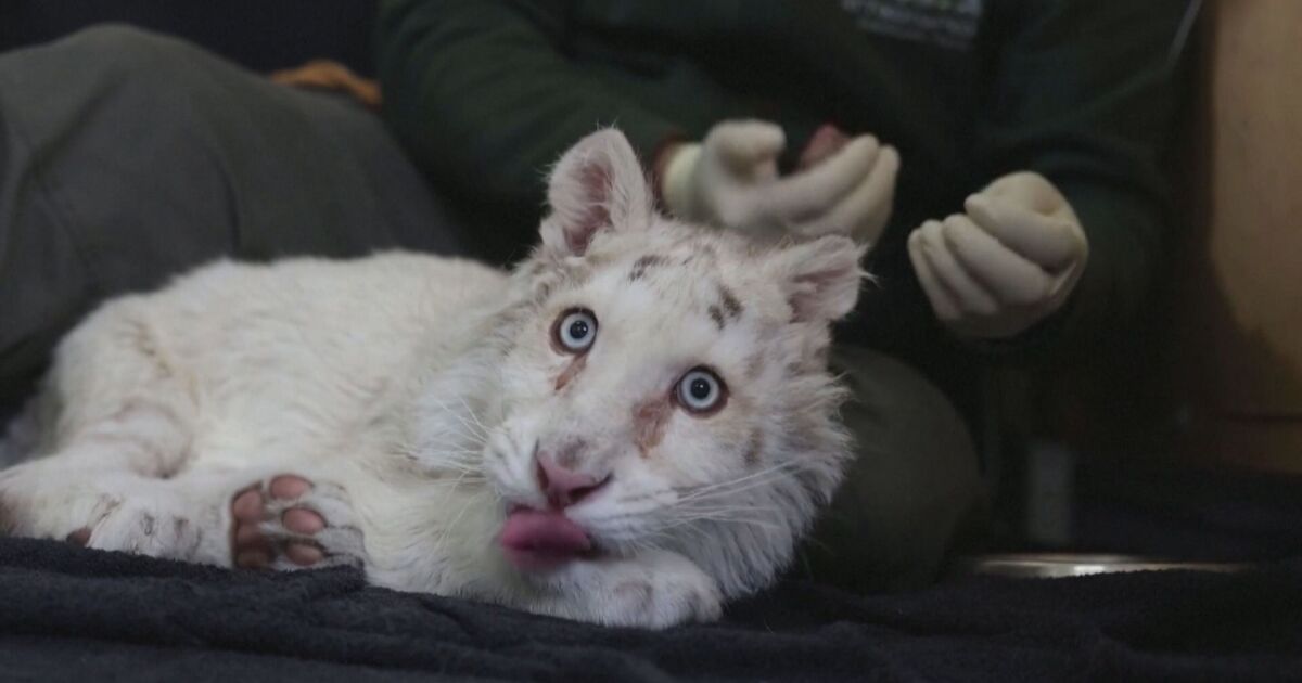Гръцки ветеринари се борят да спасят бяло тигърче, изоставено до