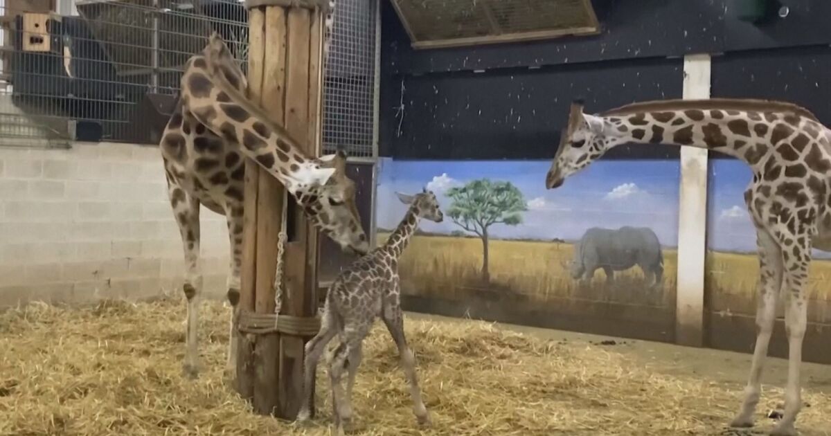 Жирафче, , се роди в белгийски зоопарк в сряда (22