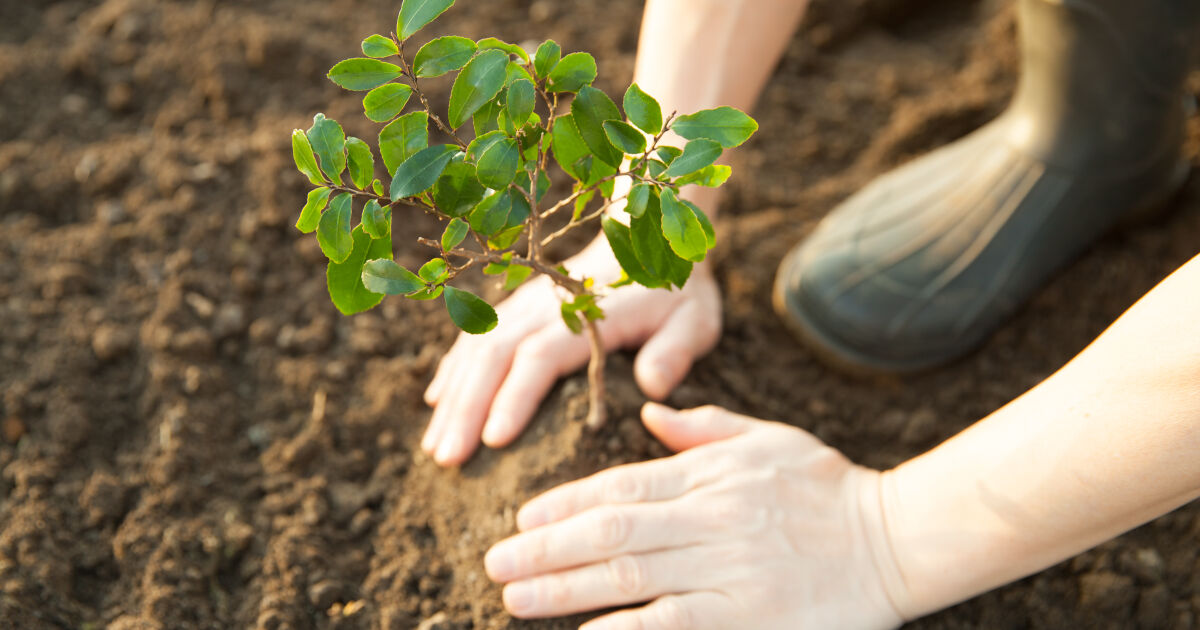 Жители на казанлъшкото село Бузовград засадиха 15 дръвчета в подножието