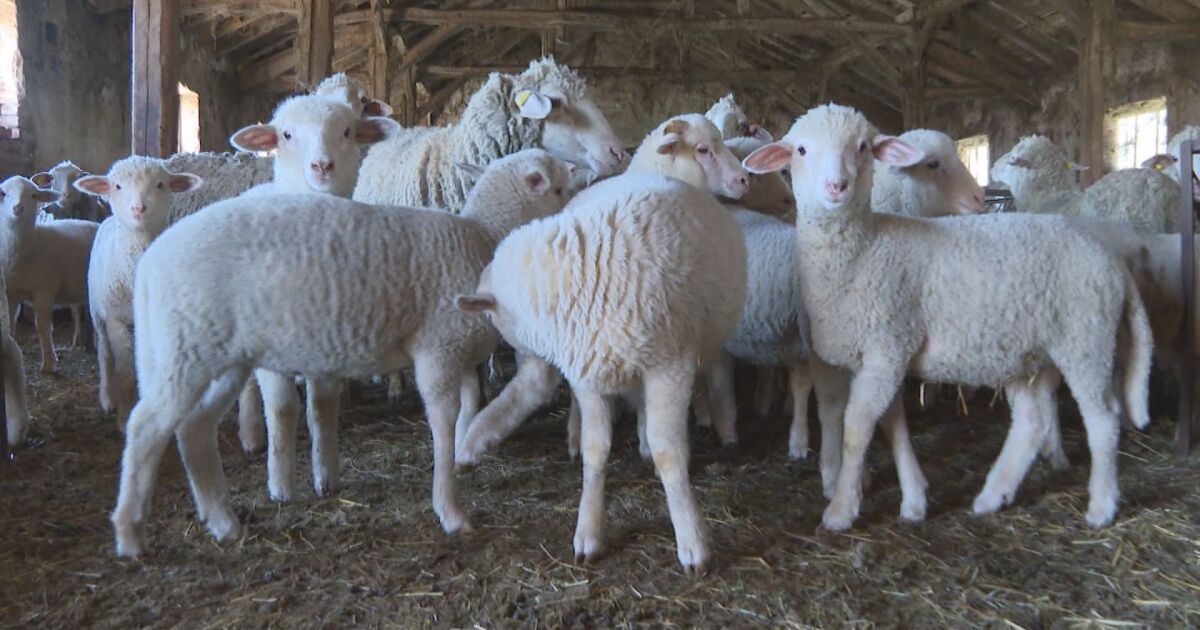 Агнетата в овцеферма в село Руня ще са готови за