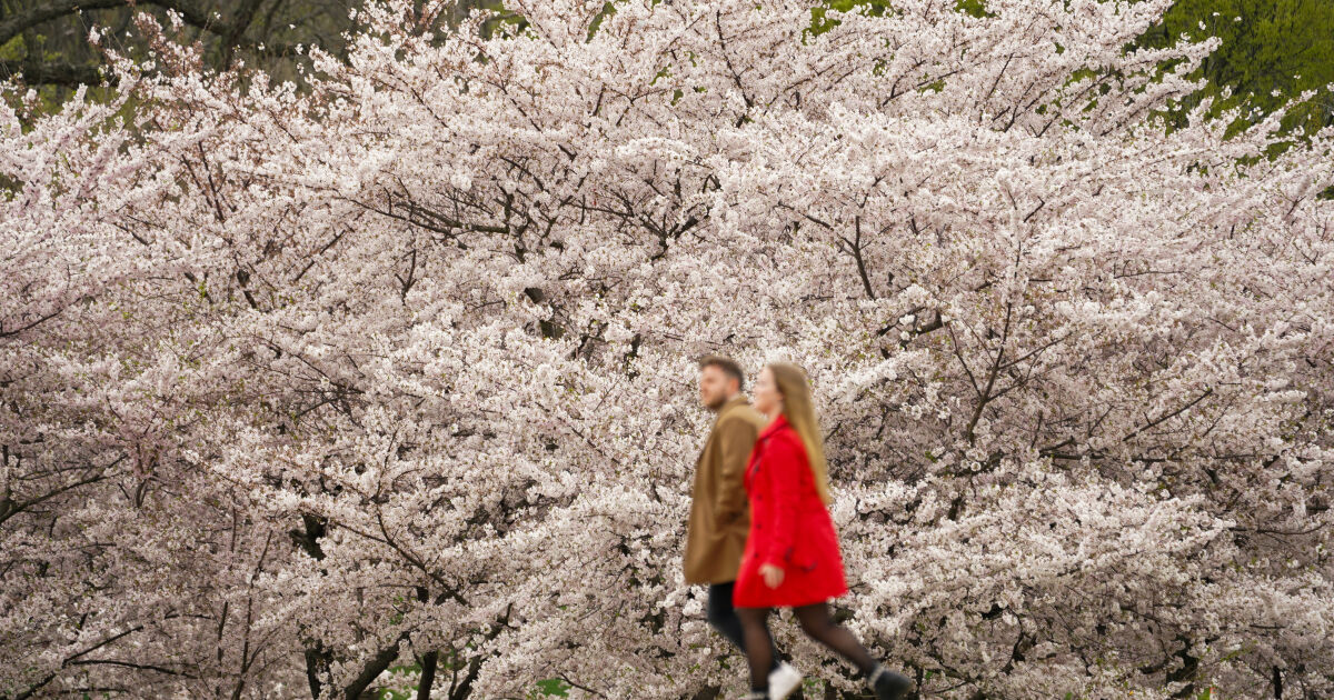 Фестивалът на цъфналите японски вишни във Вашингтон започна, съобщава агенция