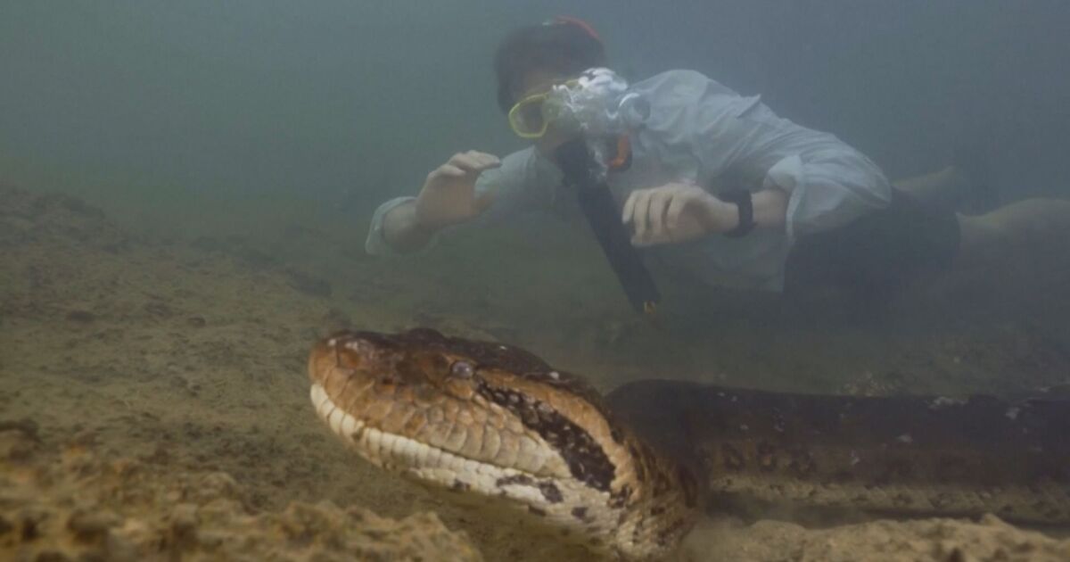 Изследователи в Амазонка са открили най-големия вид змия в света