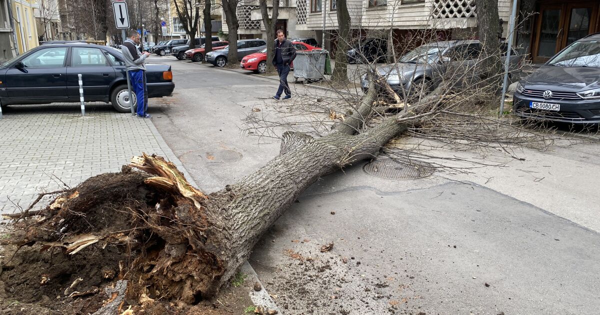 Дърво падна на улица Велико Търново“, в близост до посолството