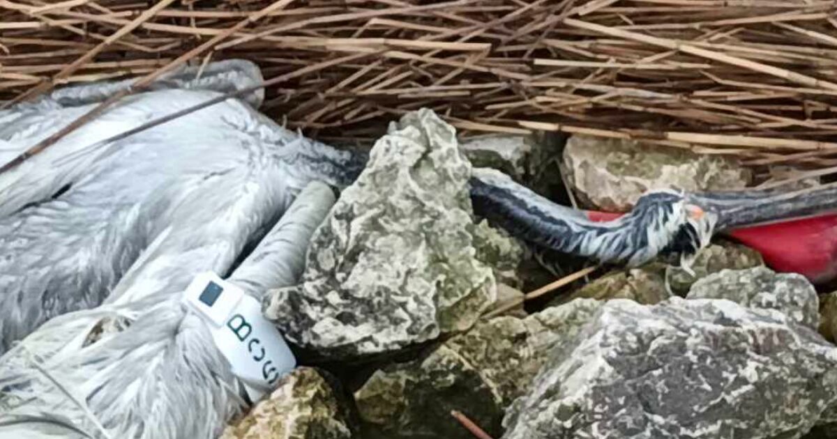 Къдроглави пеликани с поставени предаватели загинаха оплетени в бракониерски мрежи.