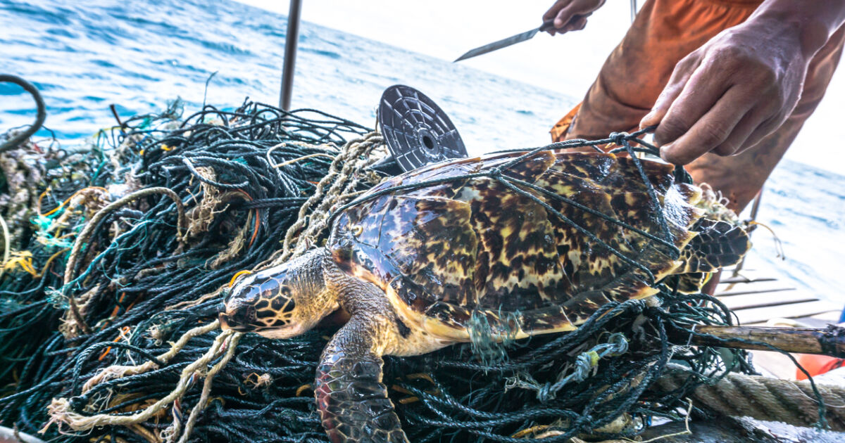 21 костенурки са били иззети от бракониери на остров Бали.