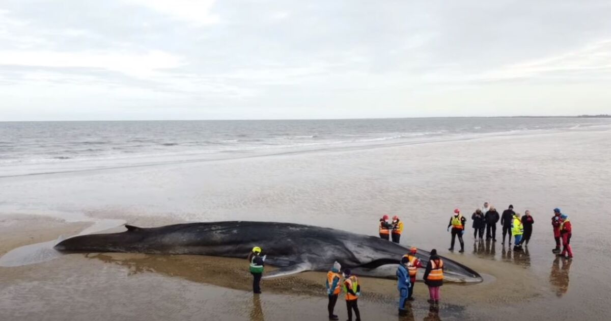 Ивичест кит – финвал, с тегло 30 тона, беше изхвърлен