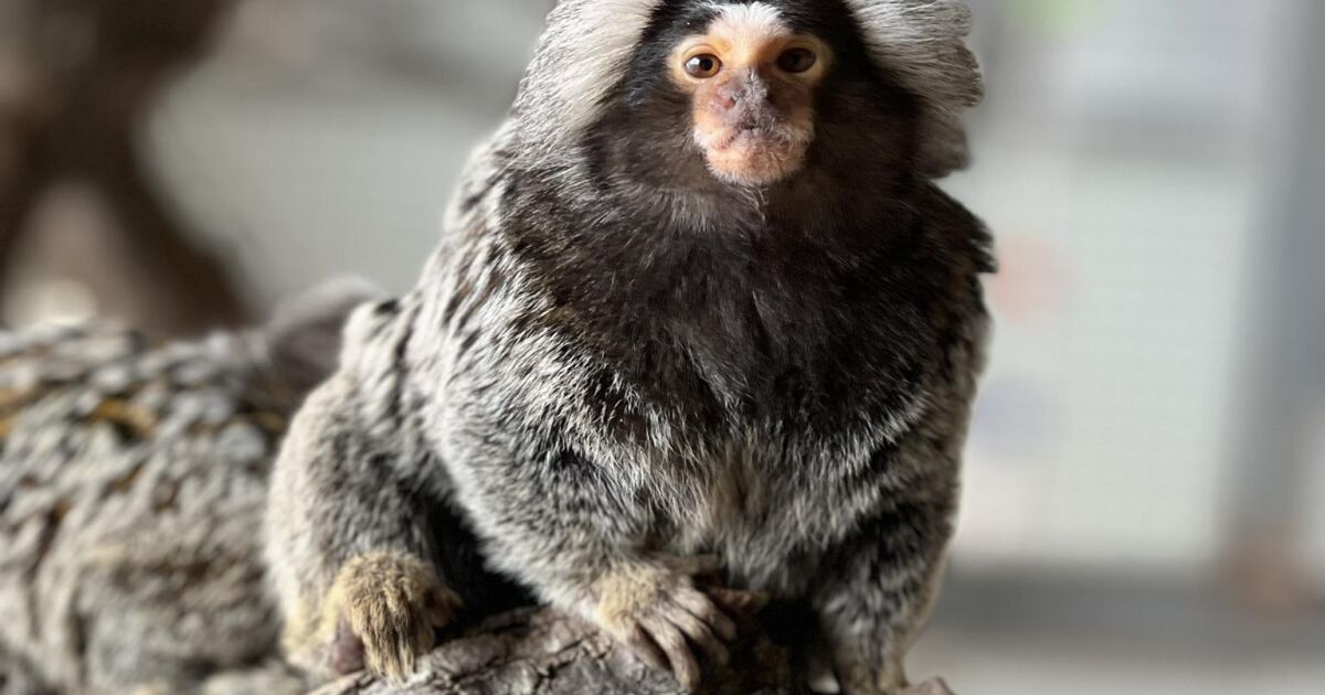 Екзотични маймуни и сурикати са най-новите обитатели в зоопарка в