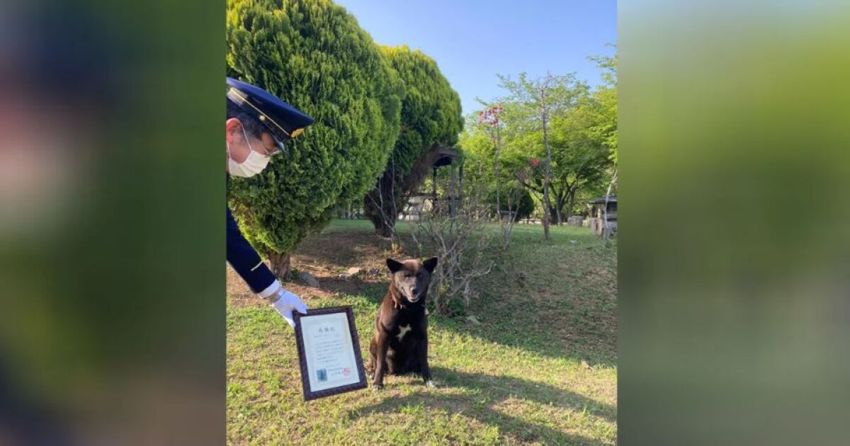 Куче беше приветствано като герой в Япония, след като спаси