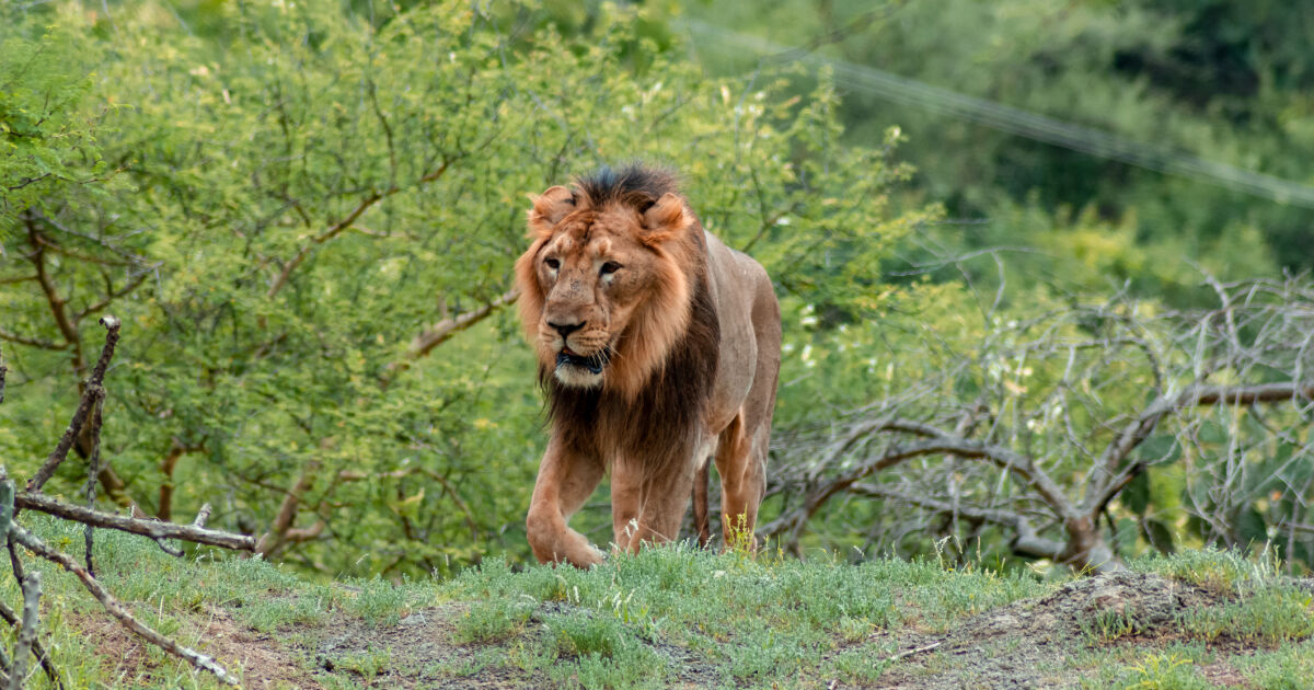 Див мъжки лъв, смятан за един от най-старите в света,