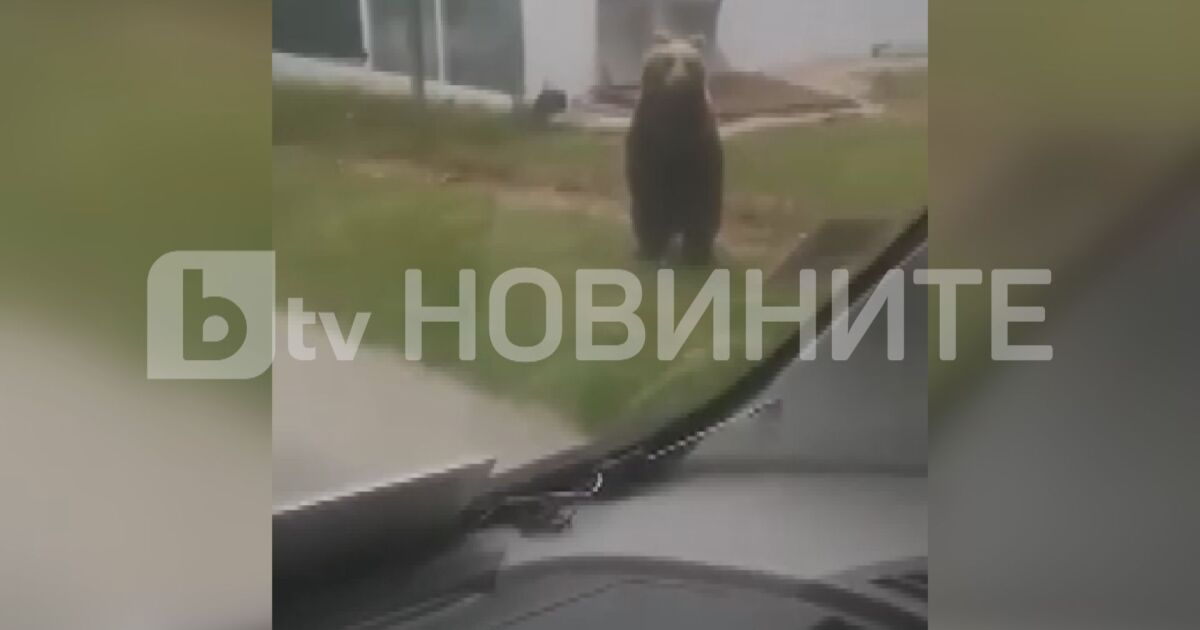 Отново мечка в Габровско. Този път животното беше снимано на