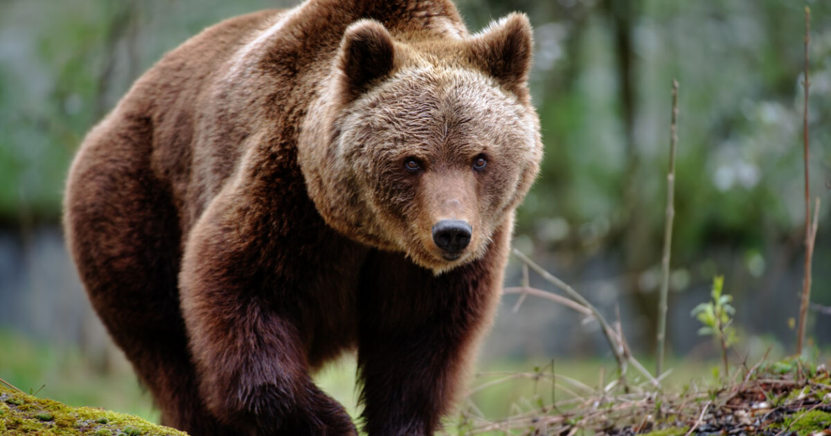 Мъртва мечка е открита край Доспат. Тя е намерена от служител